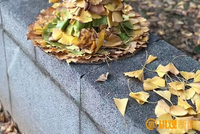 南昌兴起捡秋热潮