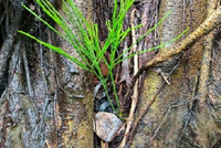 深汕首次发现植物界“活化石”——松叶蕨!